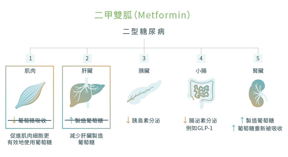二甲雙胍 (Metformin) 的作用和藥物機理