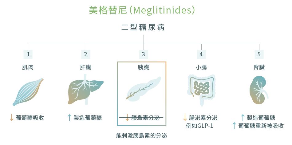 美格替尼 (Meglitinides) 的作用和藥物機理