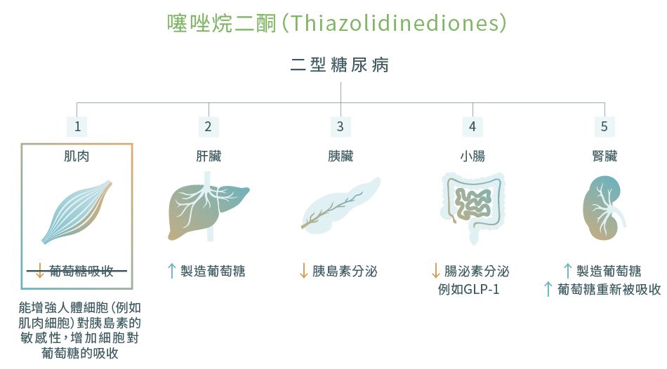 噻唑烷二酮 (Thiazolidinediones) 的作用和藥物機理