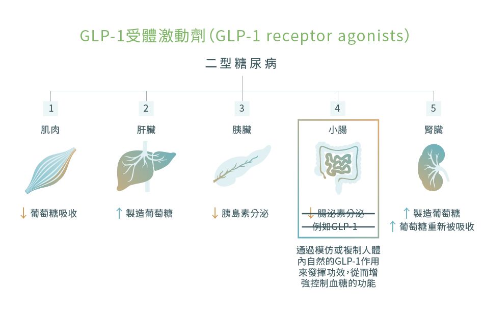 GLP-1受體激動劑 (GLP-1 receptor agonists) 的作用和藥物機理