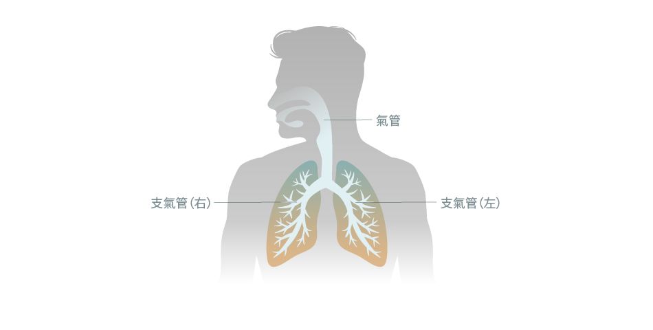 人體氣管結構