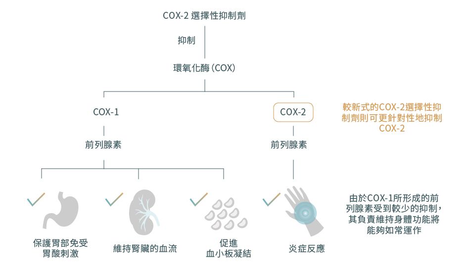 COX-2選擇性抑制劑藥物機理