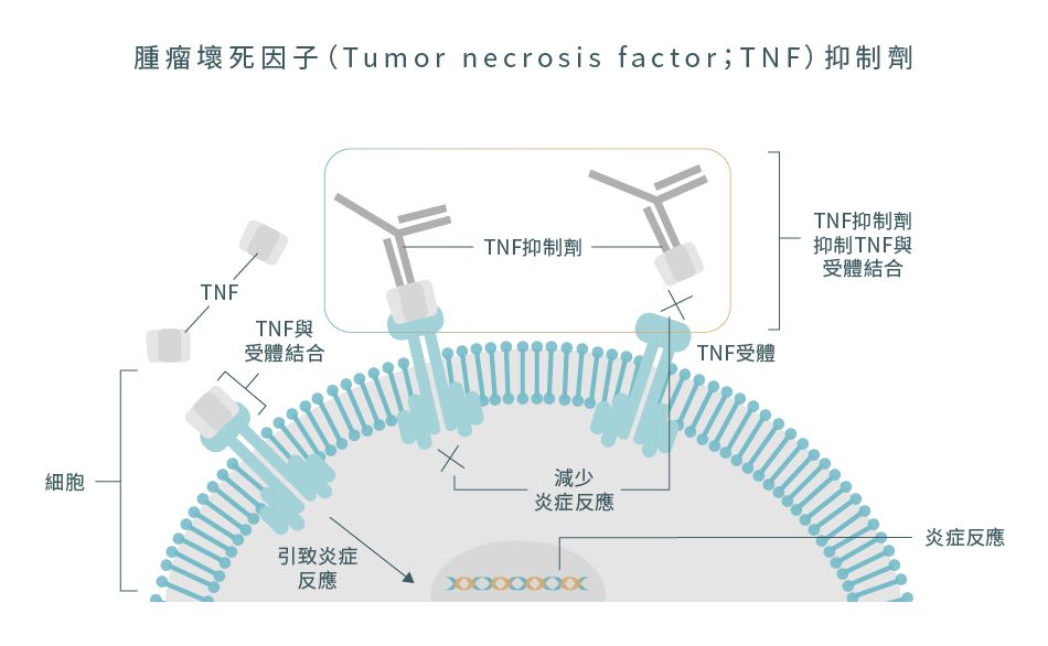 腫瘤壞死因子 (TNF) 抑制劑藥物機理