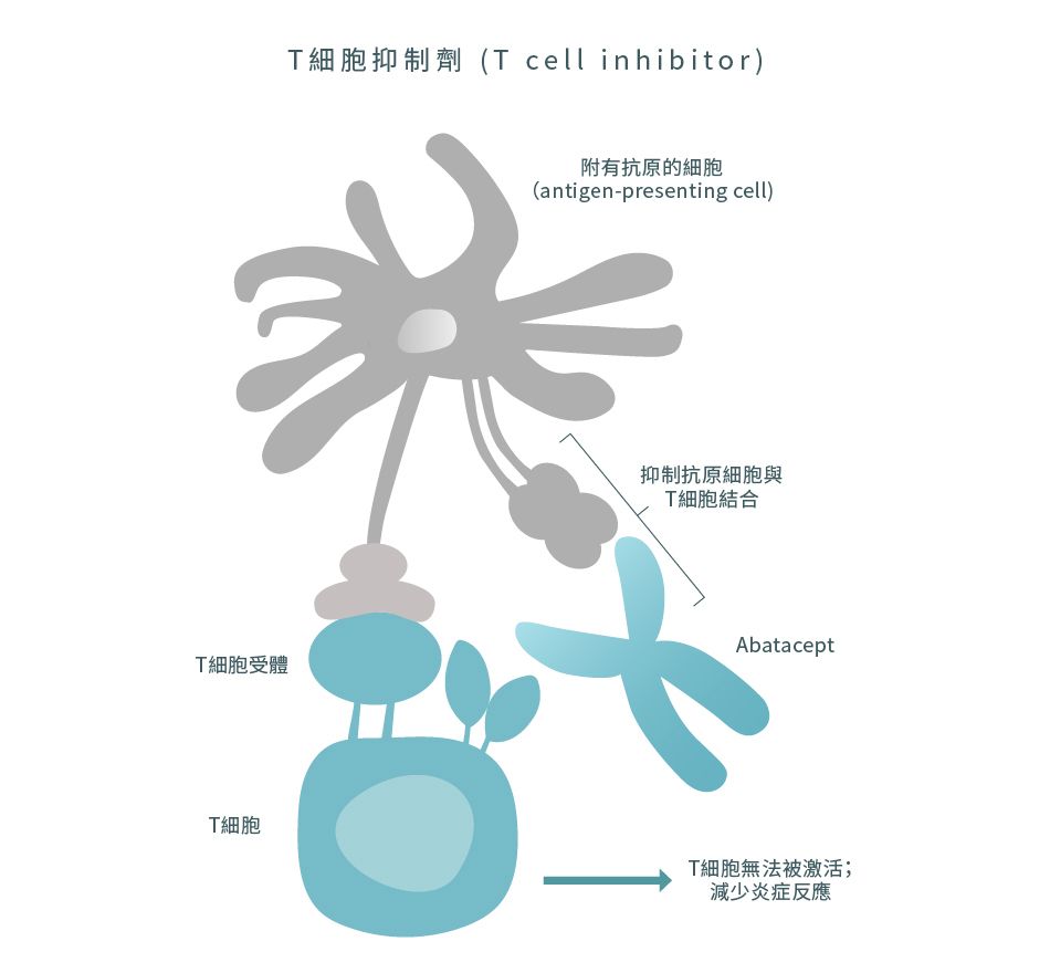 T細胞抑制劑藥物機理
